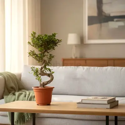Live Small Indoor Ficus Bonsai S Shape Tree in Terracotta Pot — Ready to Decorate Your Home