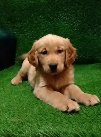 Golden puppys