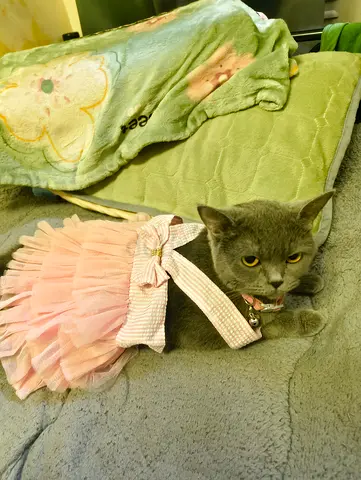 Free- Female Cat for Adoption – Luna (4 Years Old)
