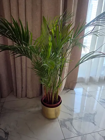 Indoor potted Areca palm in brass planter - healthy, ready to rehome