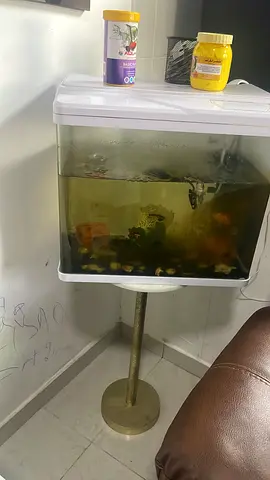 Small home aquarium with filtration and accessories