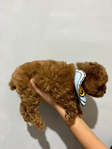 Tiny Toy Poodle Puppy - 8 Weeks Old, Brown