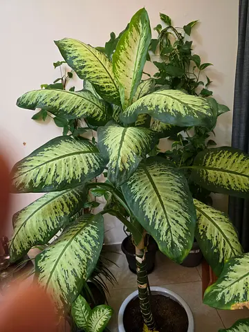 Large Dieffenbachia (Dumb Cane) indoor plant - healthy, mature