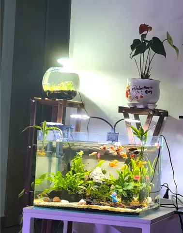 40L Glass Aquarium with Plants, Decorations and Full Setup