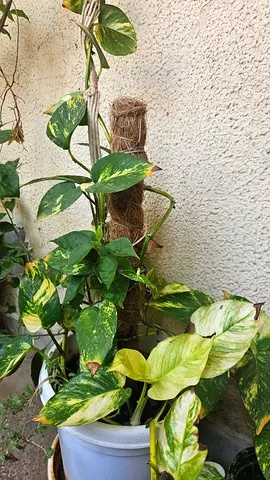 Large Golden Pothos (Money Plant)  grown with moss pole– Healthy  Well-Grown