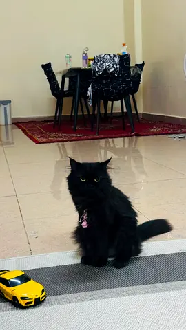 My cat need a lovely parent...