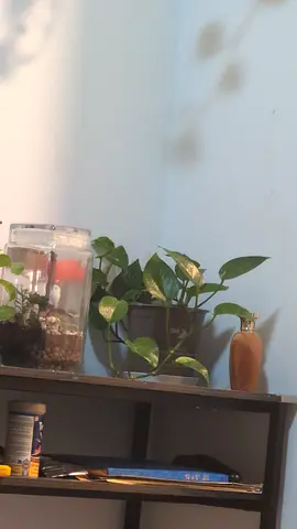 Pothos