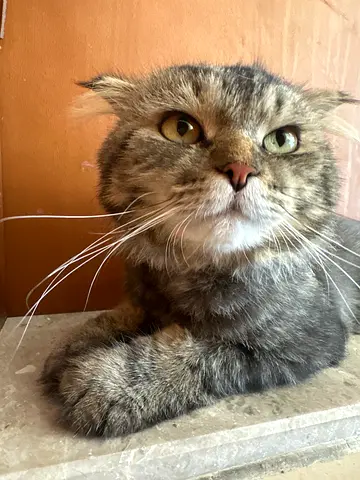 Scottish fold male cat
