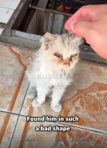 Finding a home for Fatoosh
