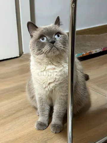 🐈 Looking for a Loving Forever Home