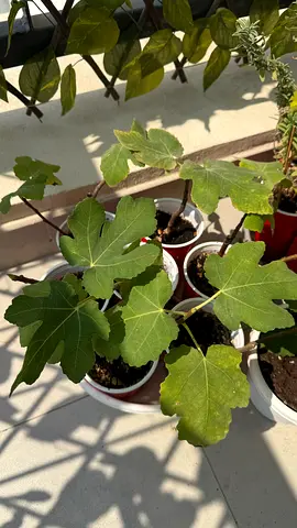 Fig