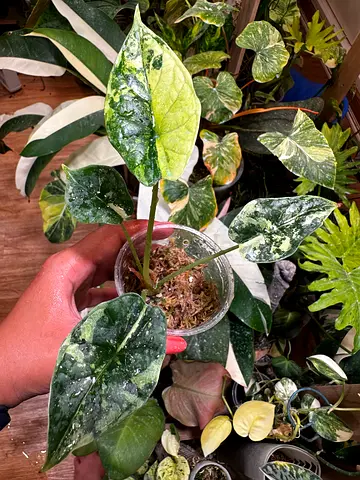 Variegated Alocasia Dragon Scale Mint. Aed250/-. Pickup near financial center metro station. Deliver