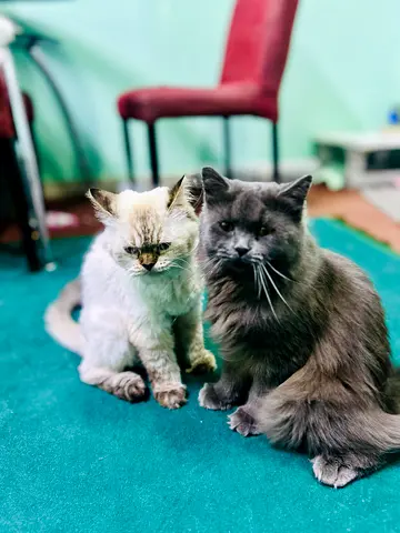 Cat for adoption