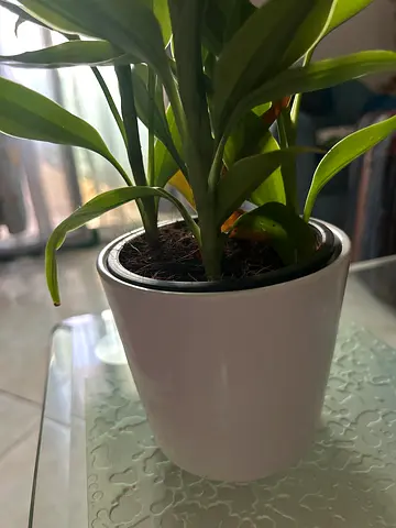 Dracaena plant in white ceramic pot — indoor houseplant, healthy