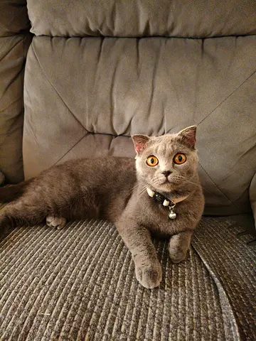 Grey British Shorthair Cat for Adoption