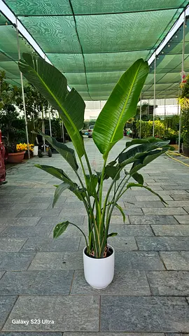 Large indoor Bird of Paradise (Strelitzia) plant in white pot — healthy, mature