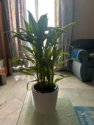 Dracaena plant in white ceramic pot — indoor houseplant, healthy