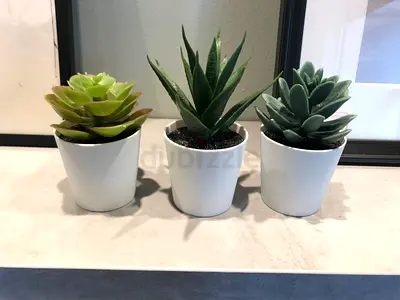 Set of 3 Small Artificial Succulent Plants in White Pots