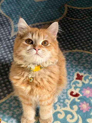 Cats for taking
