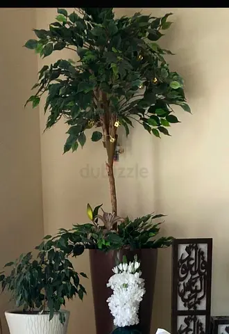 Artificial ficus tree with pots and decorative plants - good condition