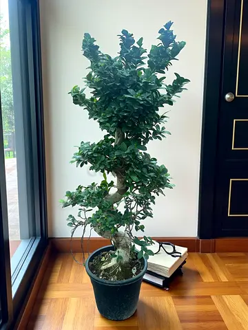 Indoor Potted Bonsai-Style Shrub (Healthy, Ready)