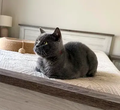 Friendly British Shorthair Grey Cat available for adoption