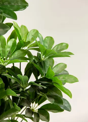 Indoor artificial Schefflera plant - lush green decorative pot