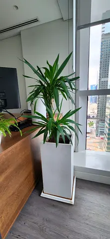 Plants