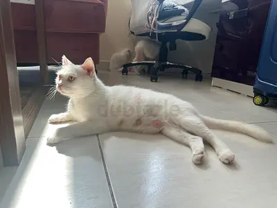 Turkish Angora Kitten and Mom