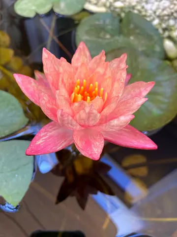 Garden Pond (Water Lilies) - Indoor/Outdoor