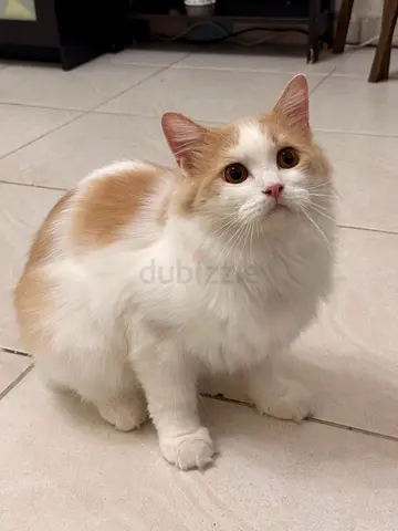 URGENT Free Cat adoption