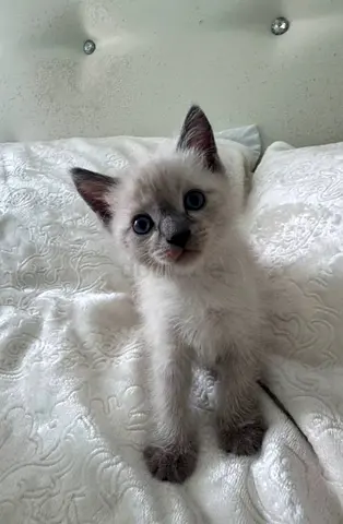 Happy healthy kitten