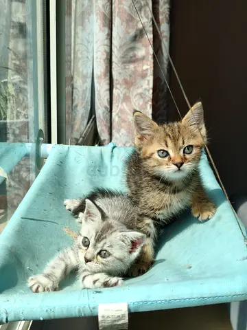 1 Male and 1 Female Kitten for Free Adoption