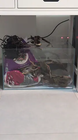 Small glass aquarium tank with decor and substrate included