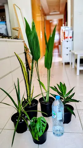 Take all 5 easy to take care  indoor plants Final price , last price , best price 80 dhs only