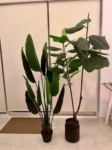 Home Centre, artificial plant, both - 200 AED