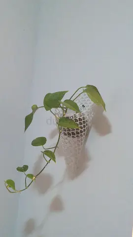 Small hanging pothos plant in white woven basket - ready to hang