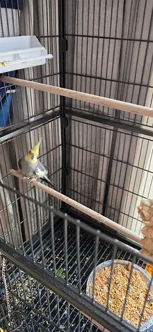 Male Cockatiel Needs New Home