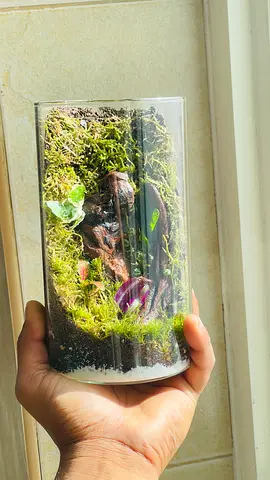Small Glass Terrarium with Live Moss and Decorative Plants