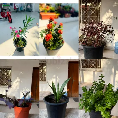 Plants for sale move out