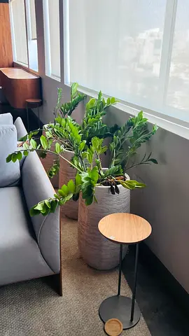 Pair of Large Decorative Planters with ZZ Plant (Zamioculcas) - Good Condition