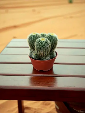 Small Potted Cactus - Healthy Indoor Succulent