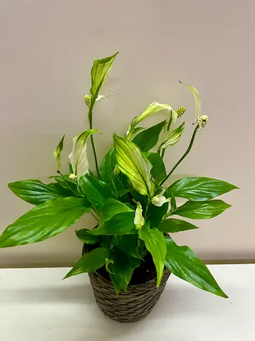 Peace lily with IKEA pot