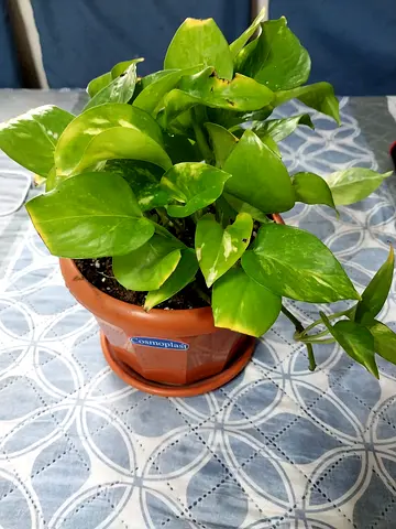 Money plant
