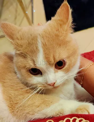 Pet