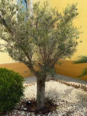 Olive Tree for Garden Placement 20 years old