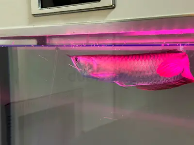 40-45cm Arowana and big sucker