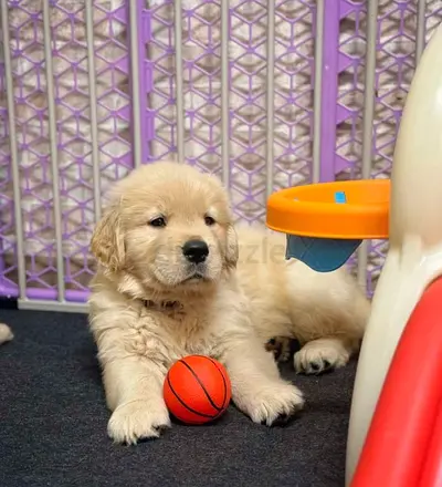 Golden Retriever Puppy