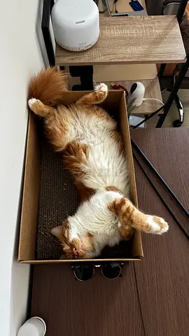 Cat adoption