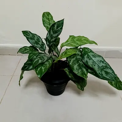 Indoor Plant